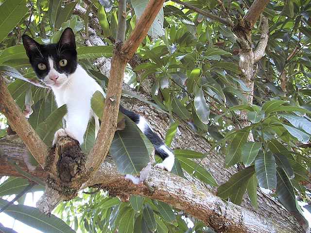 treed