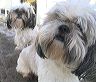 george_lucy