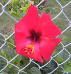 Red hibiscus