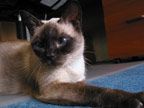 Ms Cybelle