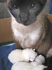 Ms. Cybelle & kittens