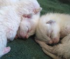 kittens