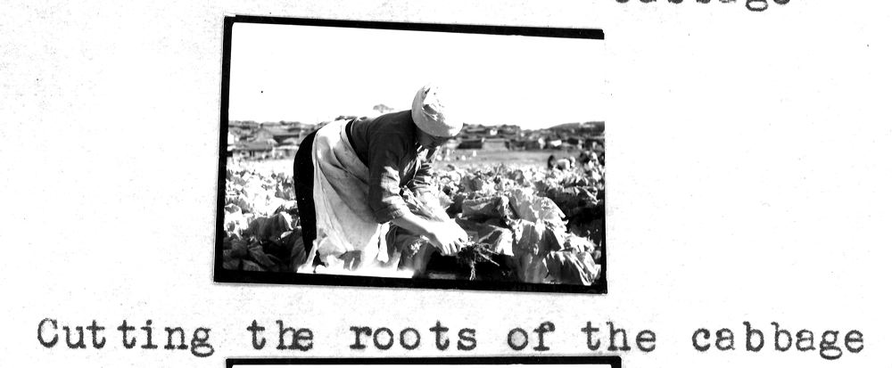 cabbage4.jpg